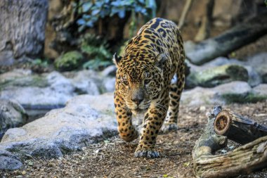 Female leopard in a zoo clipart