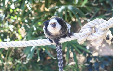 Bir ağaçta uyku şempanze