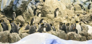 Grup penguenler bir hayvanat bahçesi