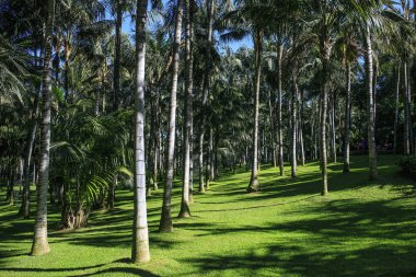 Bir tropik ormandaki grubu