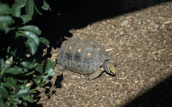 Sehr große Schildkröte im Zoo — Stockfoto