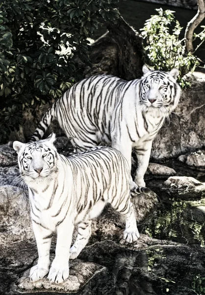 Weißer Tiger im Zoo von Spanien — Stockfoto