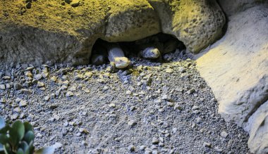 Bir taşın altında su ejderhası