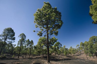 Tenerife Teide Dağı. Kanarya Adaları