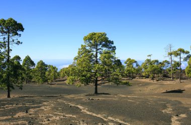 Tenerife Teide Dağı. Kanarya Adaları