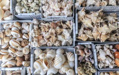 Kabukları ve yumuşakça grup