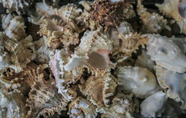 Kabukları ve yumuşakça grup