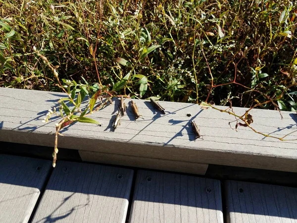 Insectos saltamontes en pasarela de madera y plantas — Foto de Stock