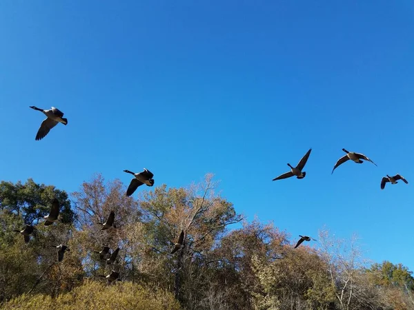 birds flying geese and blue sky and trees