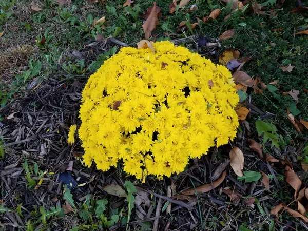 Żółty kwiat mamy sadzone w ziemi z trawy i ściółki — Zdjęcie stockowe
