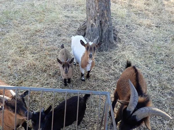 Cabras con pelaje y cuernos blancos y marrones y valla metálica — Foto de Stock