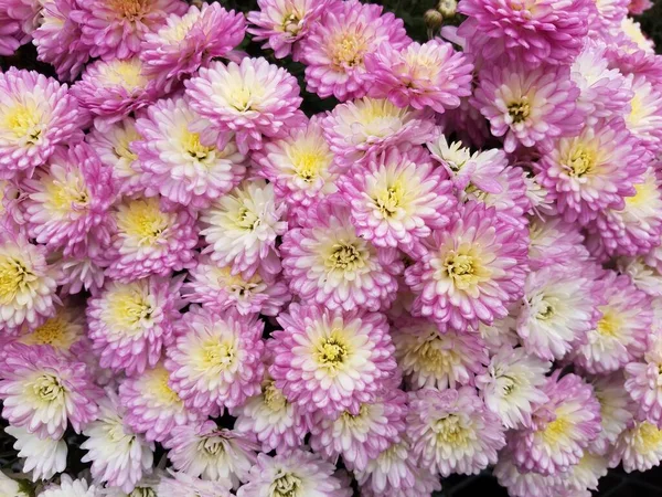 분홍빛 과노란 꽃잎이 피어 있는 잇몸 식물 — 스톡 사진