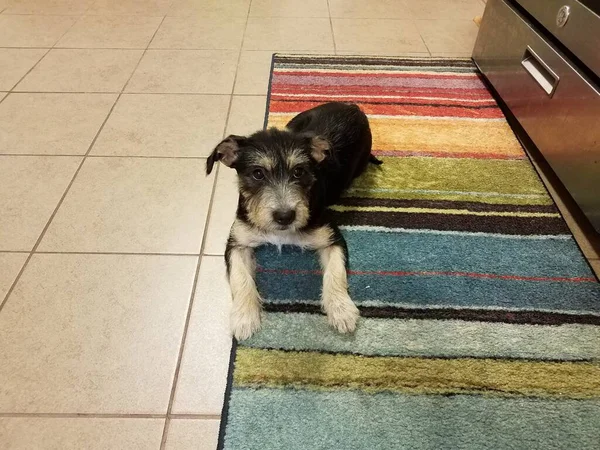 Cachorro blanco y negro en la alfombra del arco iris en la cocina — Foto de Stock