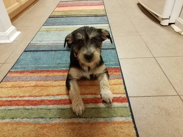 Black and white puppy on rainbow carpet in kitchen — Stock Photo, Image