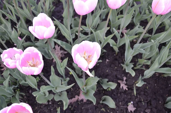 Flores de tulipa com pétalas rosa florescendo ou crescendo no solo — Fotografia de Stock