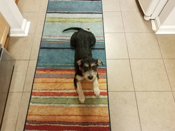 Black and white dog on rainbow carpet with tiles — Photo