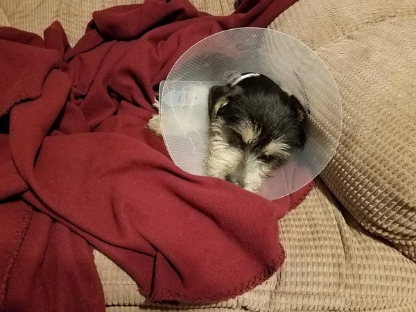 Perro blanco y negro dormido en manta roja con cuello de cono de plástico — Foto de Stock