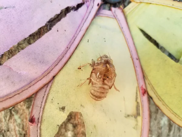 Cicada insect skin on yellow cloth flower on tree — Fotografia de Stock