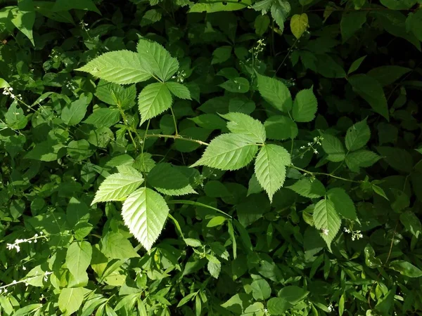 Zielony trujący bluszcz liści na roślinach w lesie lub lesie — Zdjęcie stockowe