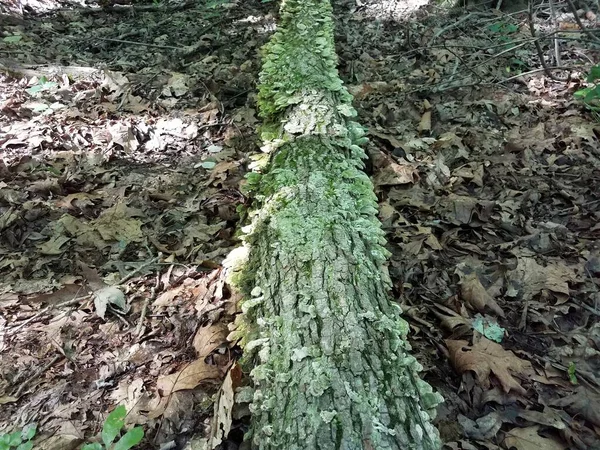 Green and white mushrooms on log with brown leaves — Φωτογραφία Αρχείου