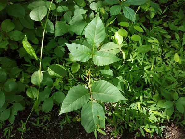 Foglie di edera velenosa verde sulla pianta nella foresta o nei boschi — Foto Stock