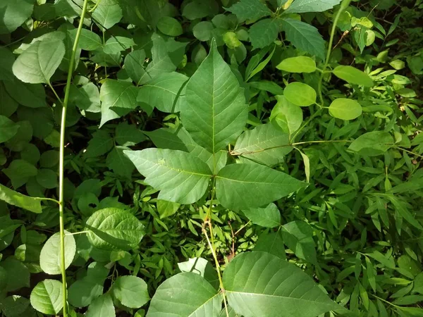 Groene giftige klimop bladeren op plant in bos of bos — Stockfoto