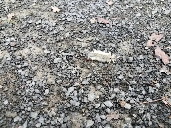 White fuzzy caterpillar on pebbles or gravel — 图库照片