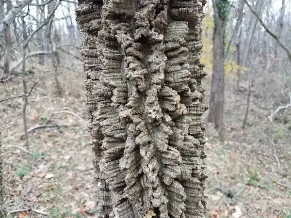 Écorce brune rugueuse dans la forêt ou les bois — Photo