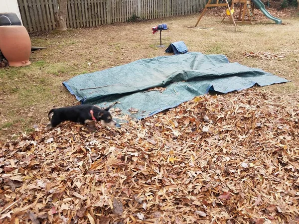 Zwarte hond en bruine bladeren en blauw zeil — Stockfoto