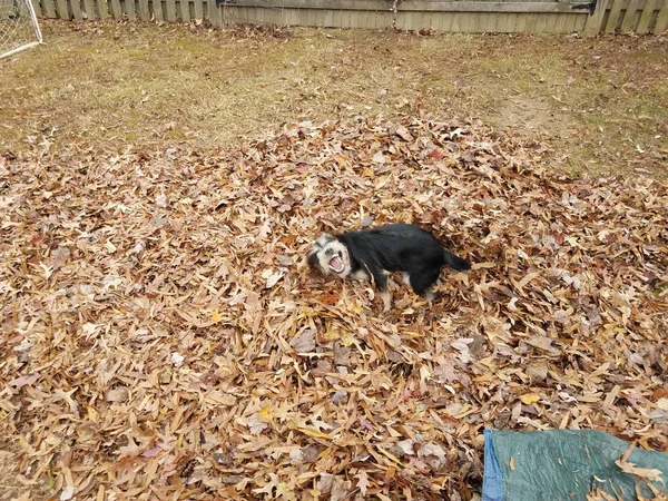 Black dog and brown leaves and blue tarp — Stock Photo, Image