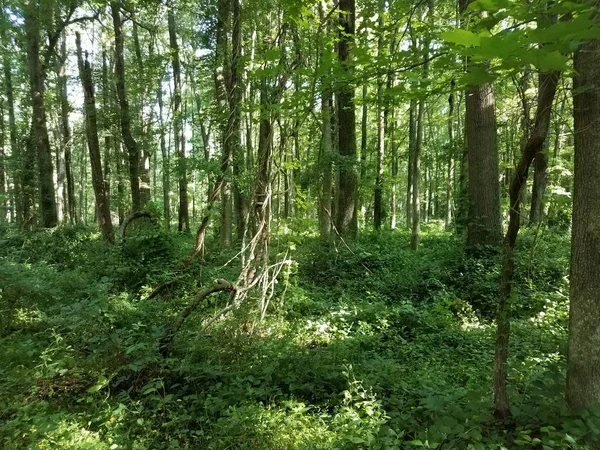 Grüne Blätter und Bäume mit Weinreben im Wald oder Wald — Stockfoto