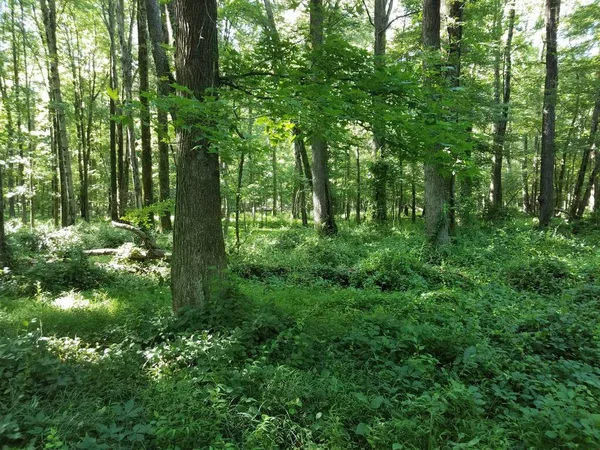 Grüne Blätter und Bäume im Wald oder Wald — Stockfoto