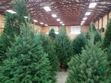 yeşil Noel tatili çam ağaçları inşaatta satılıyor