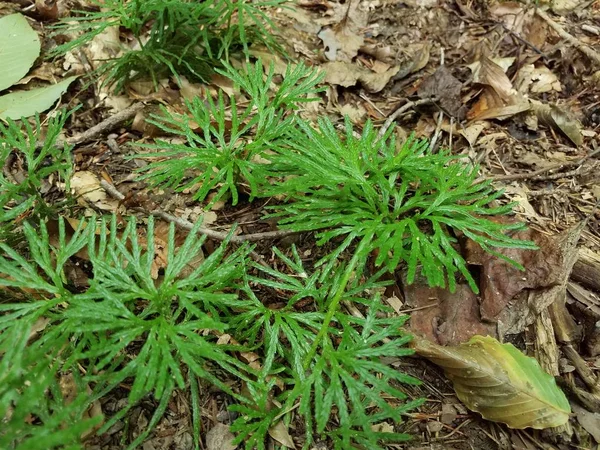 Planta verde en el suelo con hojas caídas marrones —  Fotos de Stock