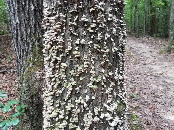 Witte paddenstoel of schimmel die groeit op een boom in het bos — Stockfoto