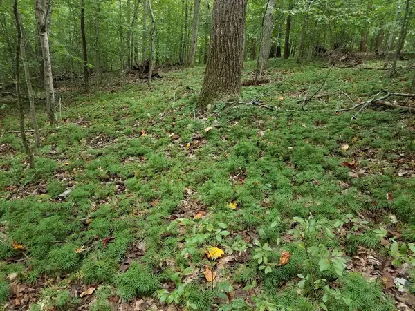 Grön växt på marken med bruna fallna blad — Stockfoto