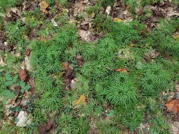 茶色の落ち葉で地面に緑の植物は — ストック写真