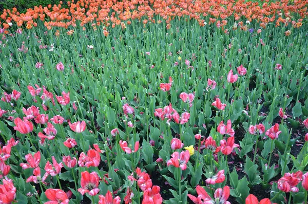 Campo de flores de tulipa laranja e rosa florescendo — Fotografia de Stock