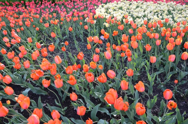 Campo de flores de tulipa laranja e rosa florescendo — Fotografia de Stock