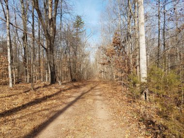 Ormanda veya ormanda kahverengi yapraklı patika ya da patika