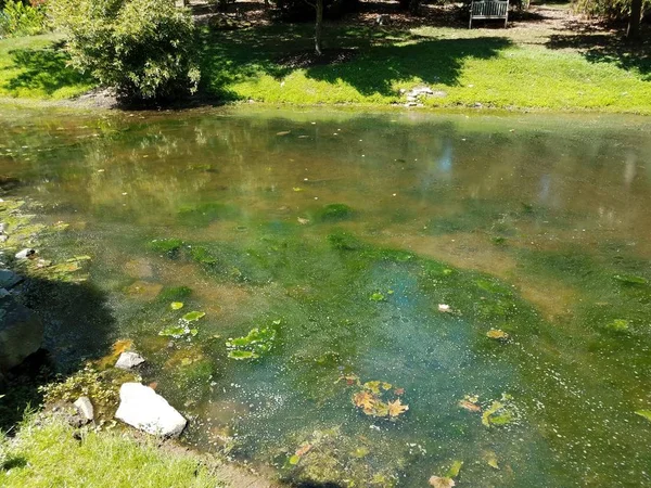 Água estagnada no lago ou lagoa com algas verdes — Fotografia de Stock