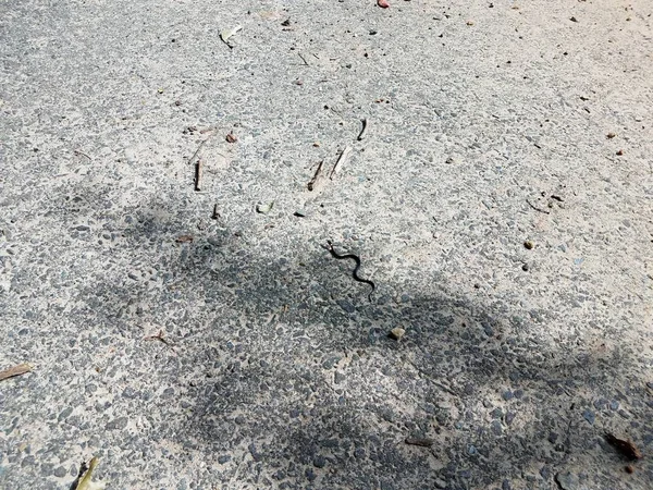 Topraklı asfalt üzerinde küçük siyah yılan — Stok fotoğraf