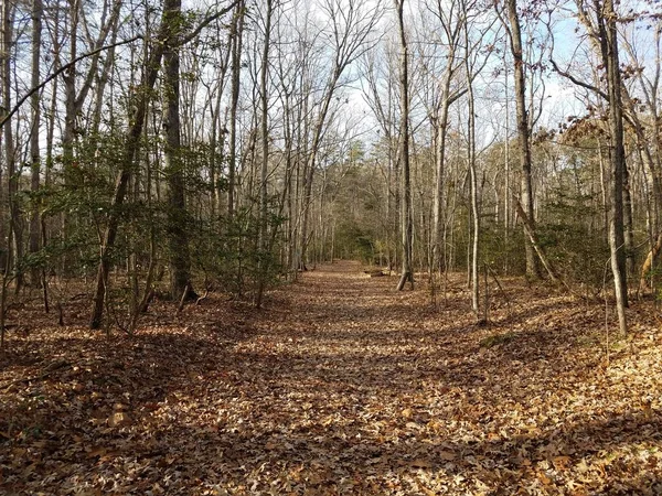 Trilha ou caminho na floresta ou bosques com folhas marrons — Fotografia de Stock