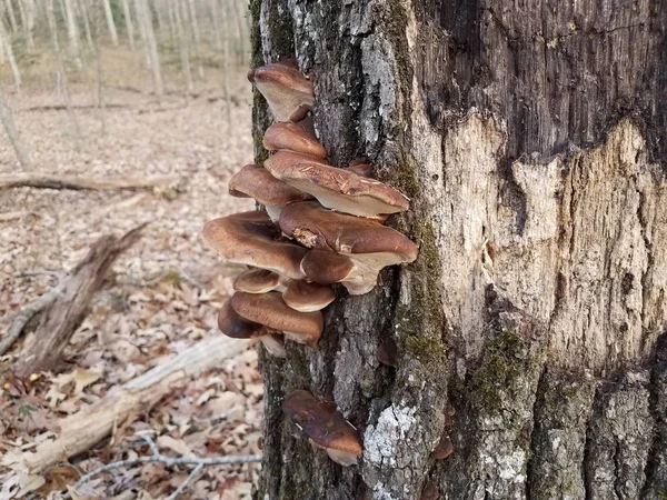 Brown mushrooms growing on rotting tree trunk — Stock Photo, Image