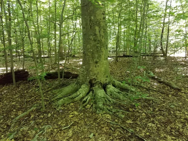 tree trunk with graffiti carvings in forest or woods