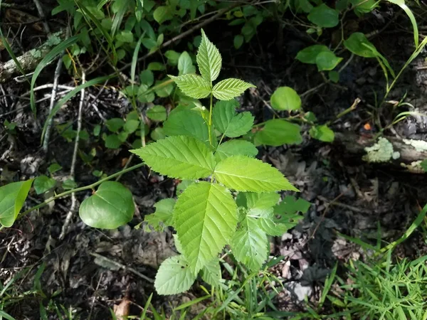 Folhas de hera venenosa verde na floresta ou na floresta — Fotografia de Stock