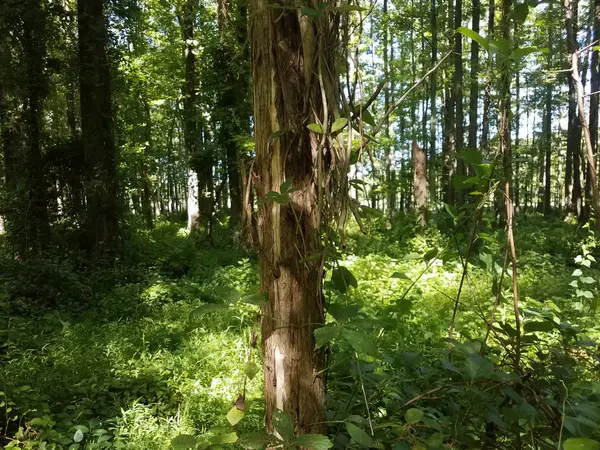 Vine growing on tree trunk in forest or woods — Stock Photo, Image