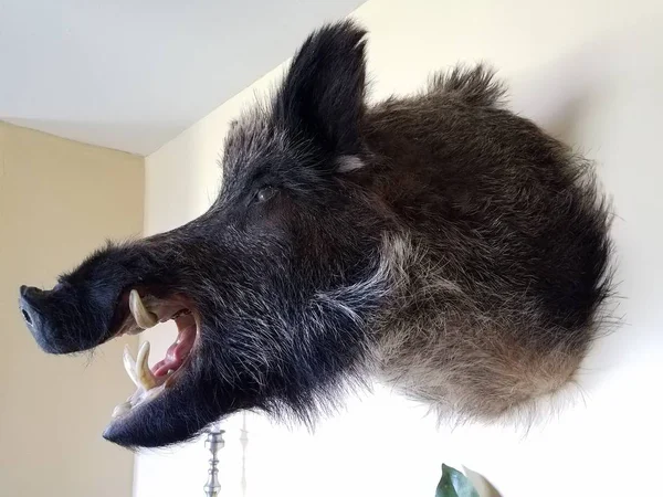 wild boar head on wall with fur and tusks