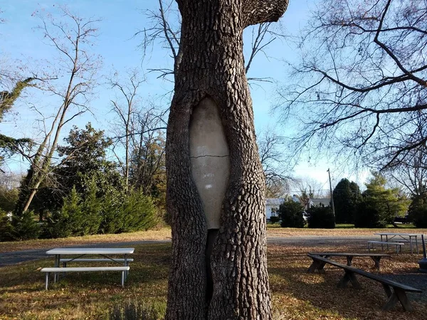 Cemento grigio fessurato all'interno di un tronco d'albero — Foto Stock