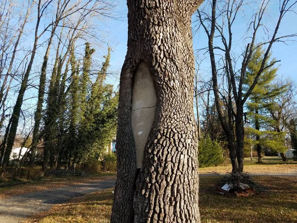 Cemento grigio fessurato all'interno di un tronco d'albero — Foto Stock